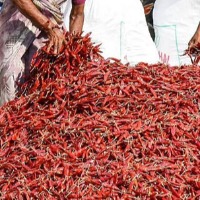 AC Type Mirchi quintal rate above Rs22 thousand in Khammam Market