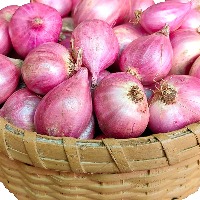 Centre builds record reserve of 250000 tonnes of onions