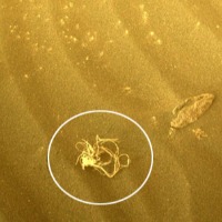 NASAs Perseverance rover spots noodle like object on Mars 