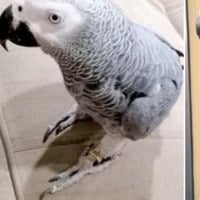 Fifty Thousand rupees bounty for a missing parrot