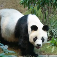  worlds oldest captive male giant panda An An dies in Hong Kong zoo aged 35