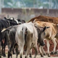 Hundereds of Cows jumped into telugu ganga reservoir