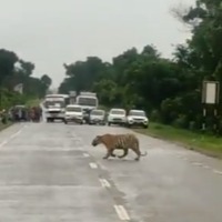 a viral video which shows traffic halt for a tiger passage on a road in forest