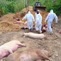 African swine flu: 190 pigs culled so far in Kerala's Wayanad