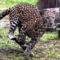 Leopard sightings create panic in 3 villagers in Andhra, Telangana