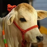 Baba Ramdev buys Punganur cow for Rs 4 Laks