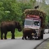 Elephants Block Sugar Cane Truck