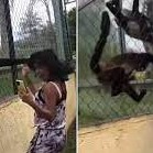 Spider monkeys pull girl by her hair in scary viral video from Mexico