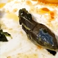 Snake Head appeared in mid air meal in a Turkish airlines plane 