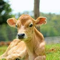 Three Calfs born in Surrogacy method in Telangana