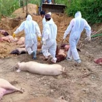685 pigs killed in two farms in kerala as african swine flu