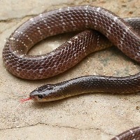 Bitten by snake, Bihar man captures and carries reptile to hospital