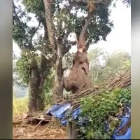 Watch: Elephant struggling to pluck a jackfruit from a tree, video goes viral