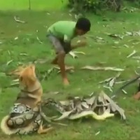 Three boys fight a giant Python to save their Dog