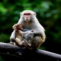 Antibodies from monkeys shows promise against Covid variants