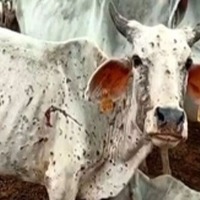 Rajasthan Government Bans Animal Fairs to Control Lumpy Skin Disease