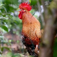German couple sick neighbours rooster crowing legal action removed