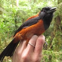 Hooded pitohui the worlds first scientifically confirmed poisonous bird