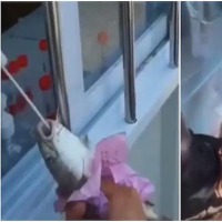 Not just humans, fish, crabs undergo Covid tests in China, video goes viral 