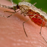 List of vector borne diseases caused by mosquito bite