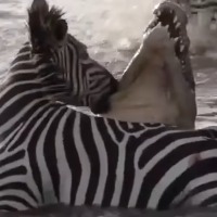 Zebra sinks teeth crocodiles throat in Kenya