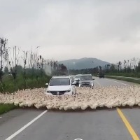 Hundreds of ducks surround car stop traffic
