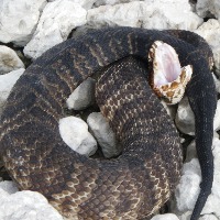 Cottonmouth snake swallows Burmese python
