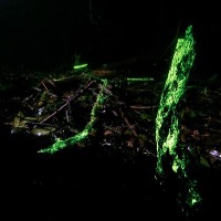 Close to us is a forest that glows in the dark Trees and bushes are emitting light