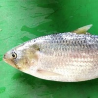 another pulasa fish got high rate in yanam market