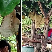 Woman chills without worry with a cobra lying on her in viral video