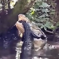 Crocodile eats another Crocodile video here