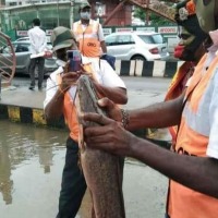 Fishes on Bangalore road after heavy rains lashed the city