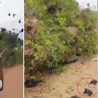 Baby birds fall to death after tree gets chopped down in Kerala