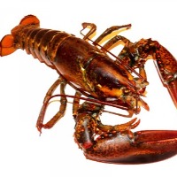 Maryland professors made sustainable batteries with Lobsters shells 