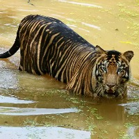 Madhya Pradesh Woman Fights Off Tiger Saves Son From Its Jaws