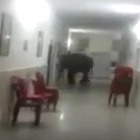 Elephants enters in to Army hospital in West Bengal