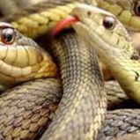 After floods Bengalureans now face snakes rodents menace