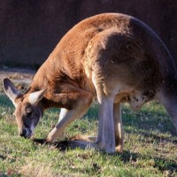 Kangaroo Kills Old Man Who Kept It As Pet In Australia