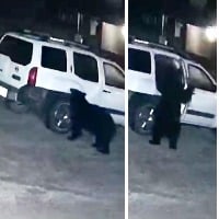 Bear opens Car door climbs inside