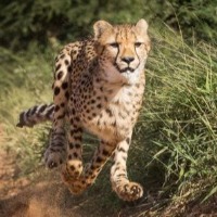 Cheetahs Coming back to India after 74 long years