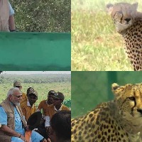 Prime Minister Narendra Modi releases the cheetahs that were brought from Namibia this morning