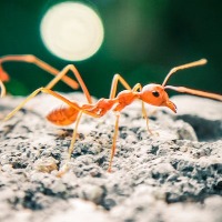 20 quadrillion Ants on earth
