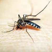 Scientists engineer mosquitoes that cant spread malaria