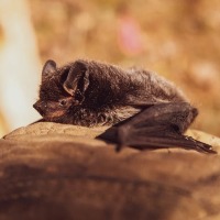 Researchers Find Bat Virus Khosta 2 In Russia Says It Could Infect Humans like corona