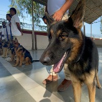 Sniffer dog squad to protect cheetahs from poachers in MPs Kuno National Park