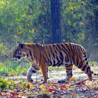 Hyderabad shooter in Bihar to capture man eater Royal Bengal tiger