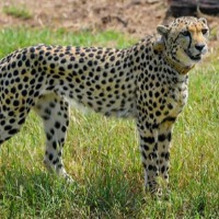 One of Kunos cheetahs Aasha may be pregnant and park official denies news