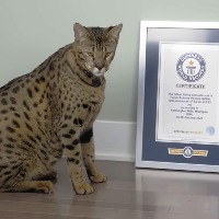 Guinness world record tallest living domestic cat