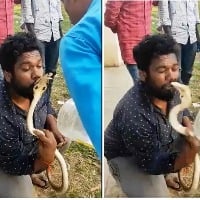 Karnataka man tries to kiss cobra after rescuing it gets bitten