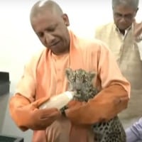 Yogi Adityanath Feeds Leopard Cub With Bottle At Gorakhpur Zoo